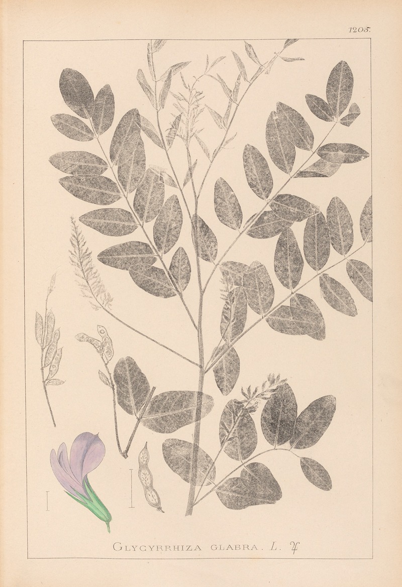 Louis Antoine Cusin - Herbier de la flore française Pl.0439
