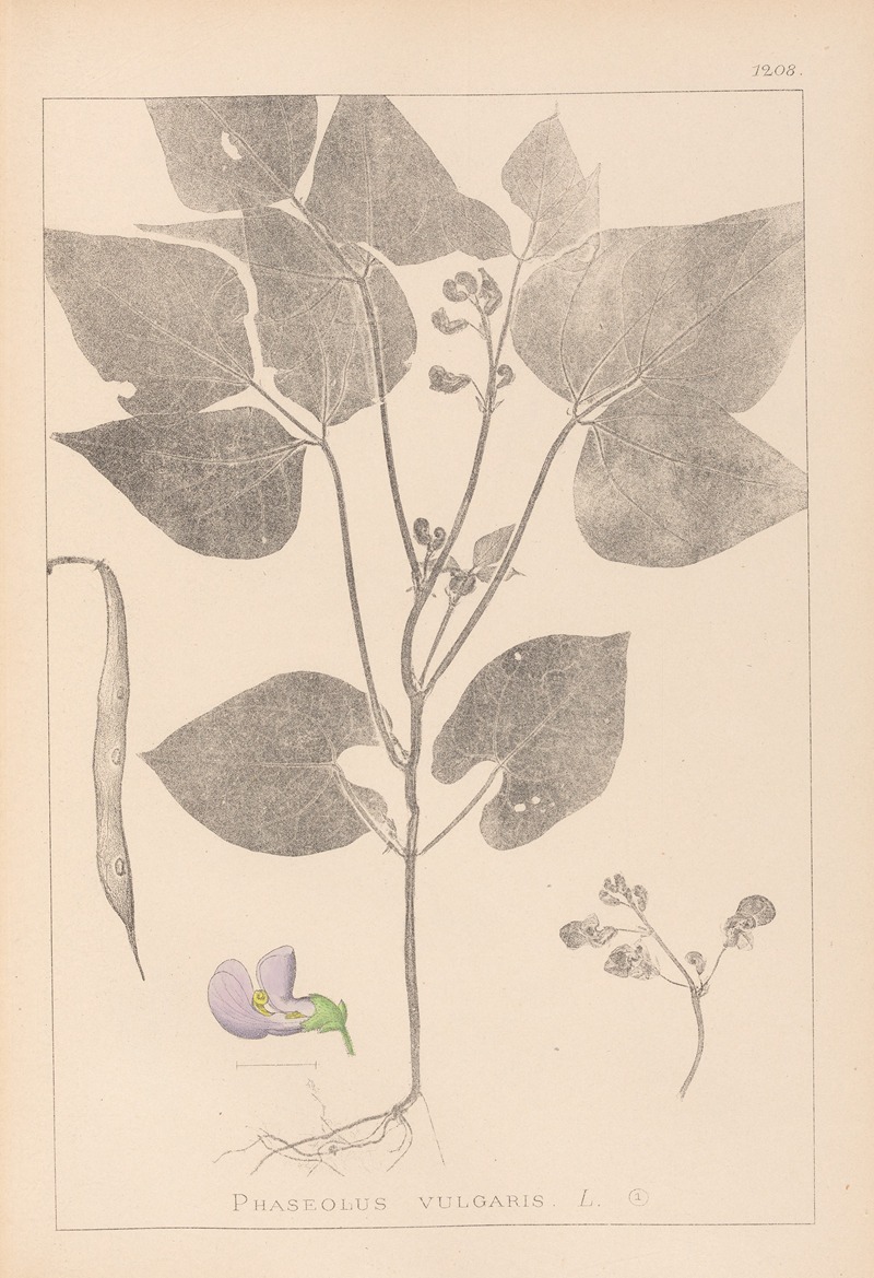 Louis Antoine Cusin - Herbier de la flore française Pl.0442