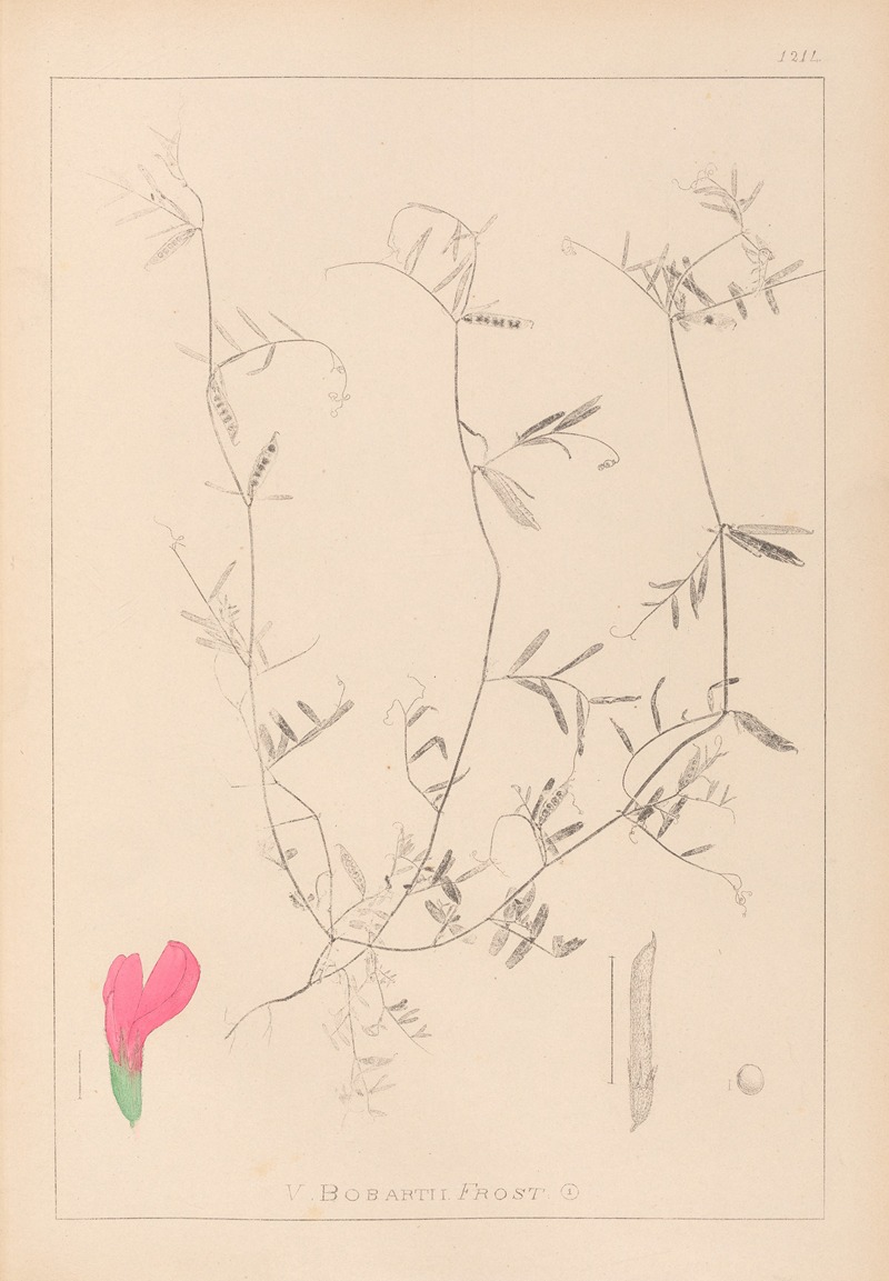 Louis Antoine Cusin - Herbier de la flore française Pl.0448