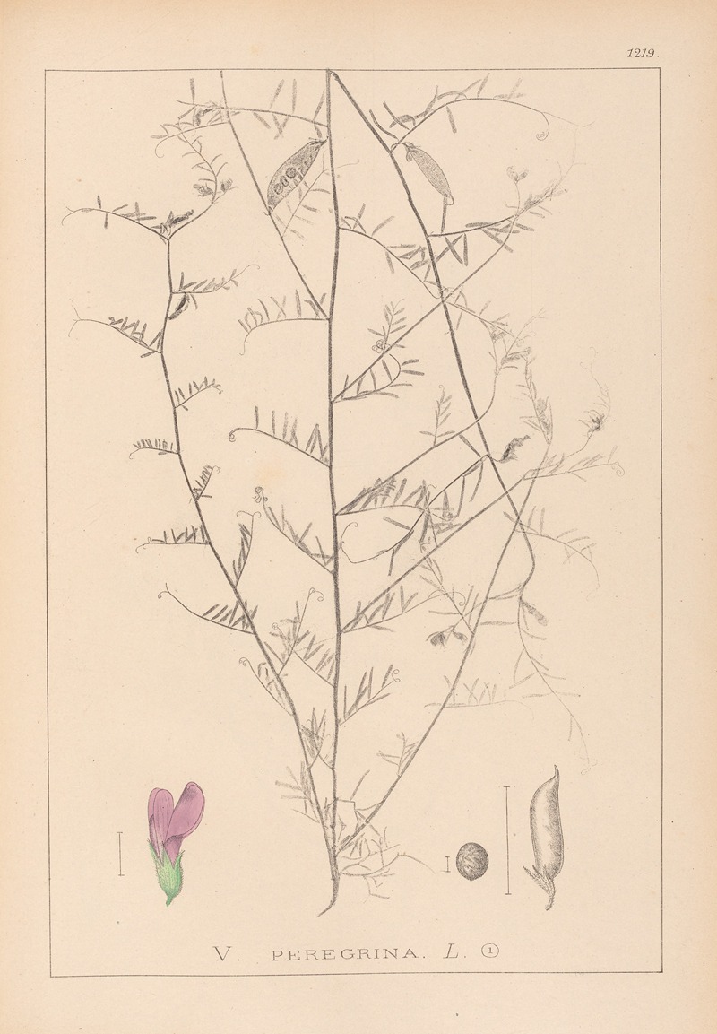 Louis Antoine Cusin - Herbier de la flore française Pl.0453