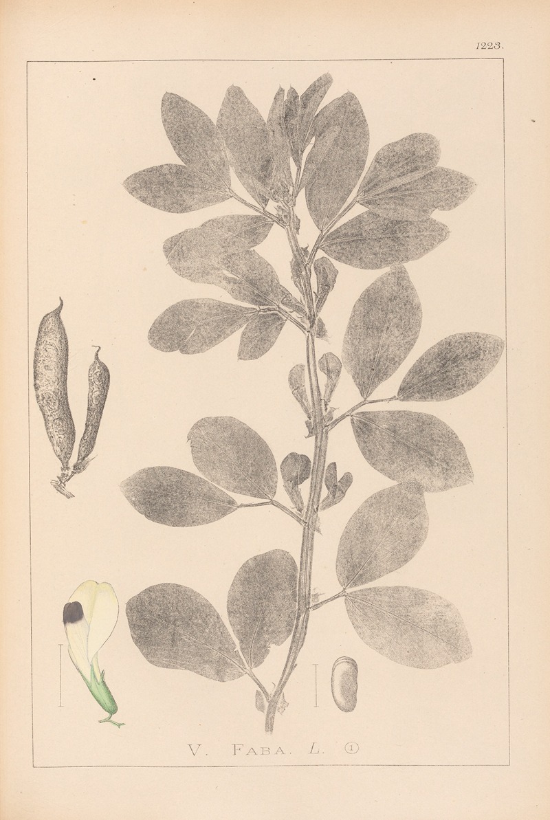 Louis Antoine Cusin - Herbier de la flore française Pl.0457