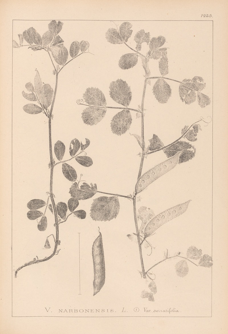 Louis Antoine Cusin - Herbier de la flore française Pl.0459