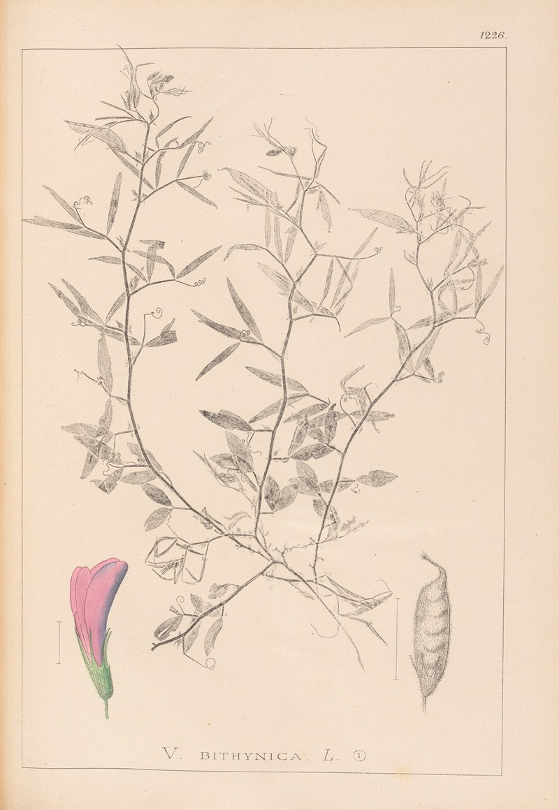 Louis Antoine Cusin - Herbier de la flore française Pl.0460