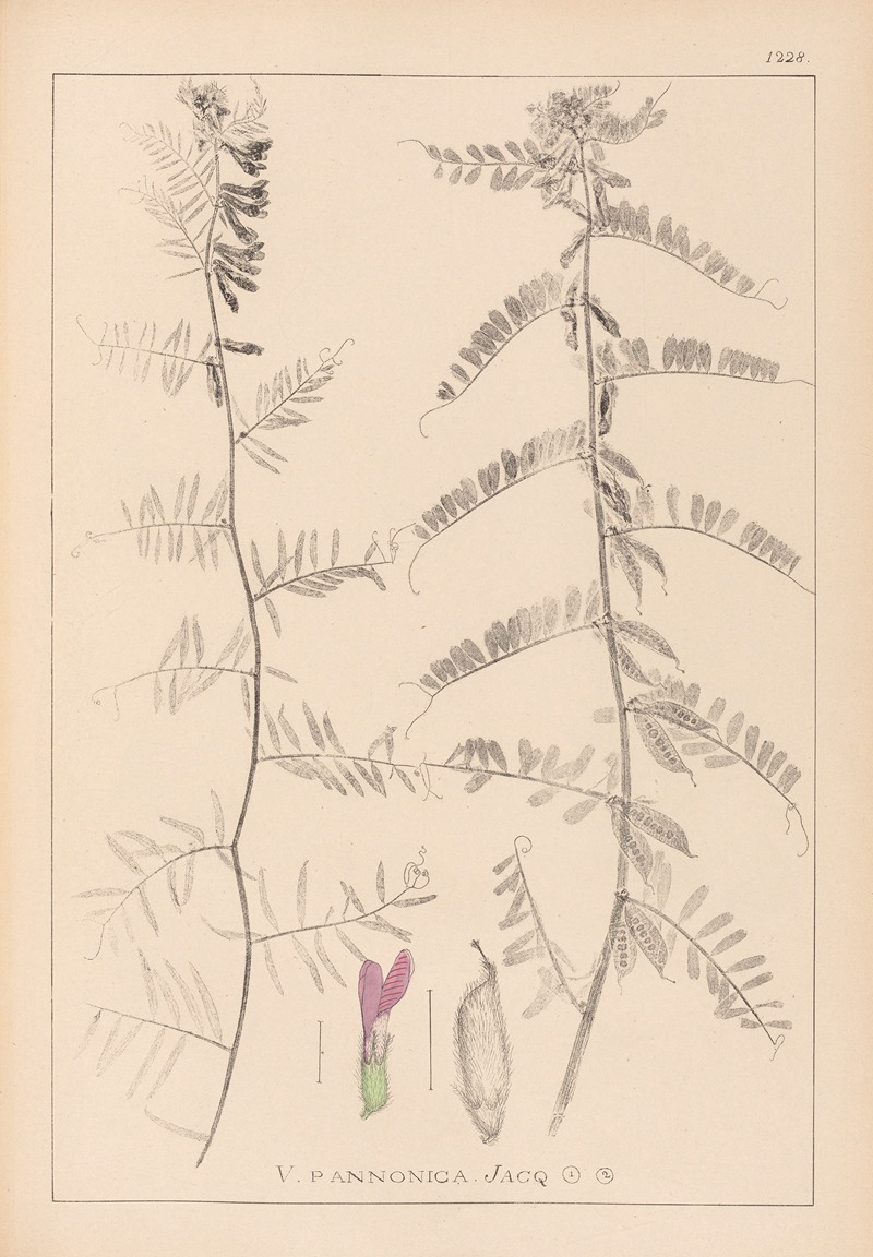 Louis Antoine Cusin - Herbier de la flore française Pl.0462