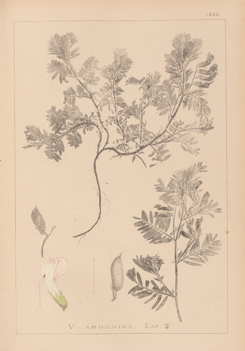 Louis Antoine Cusin - Herbier de la flore française Pl.0463