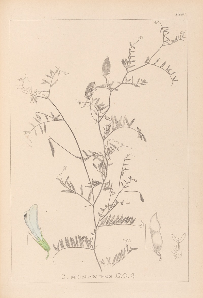 Louis Antoine Cusin - Herbier de la flore française Pl.0479