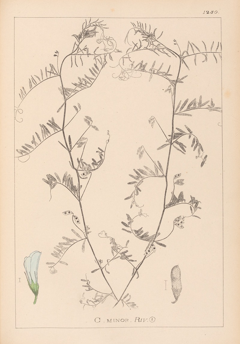 Louis Antoine Cusin - Herbier de la flore française Pl.0482