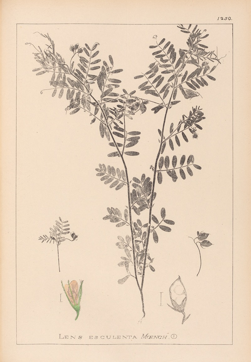 Louis Antoine Cusin - Herbier de la flore française Pl.0488
