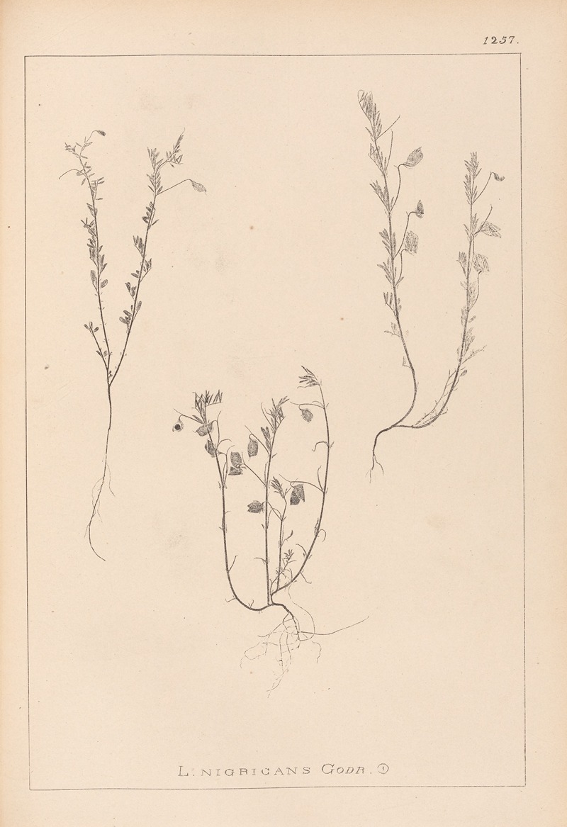 Louis Antoine Cusin - Herbier de la flore française Pl.0489