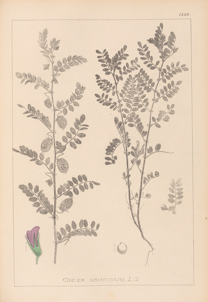 Louis Antoine Cusin - Herbier de la flore française Pl.0490