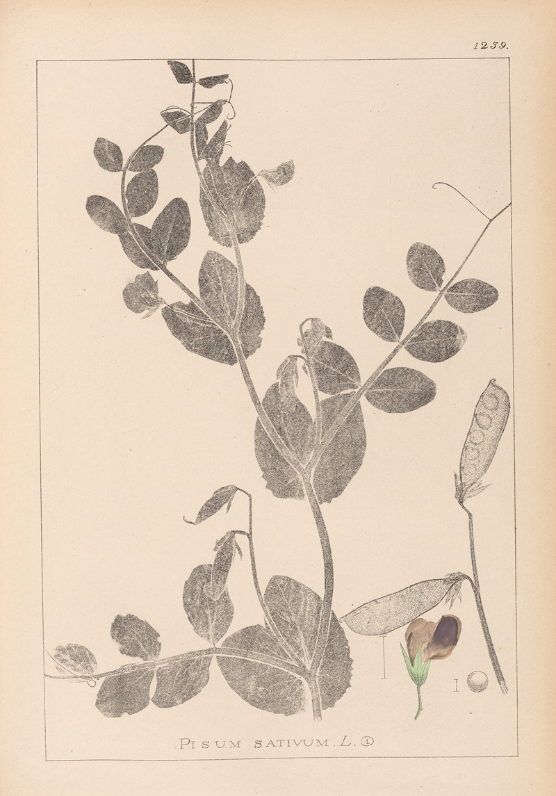 Louis Antoine Cusin - Herbier de la flore française Pl.0491