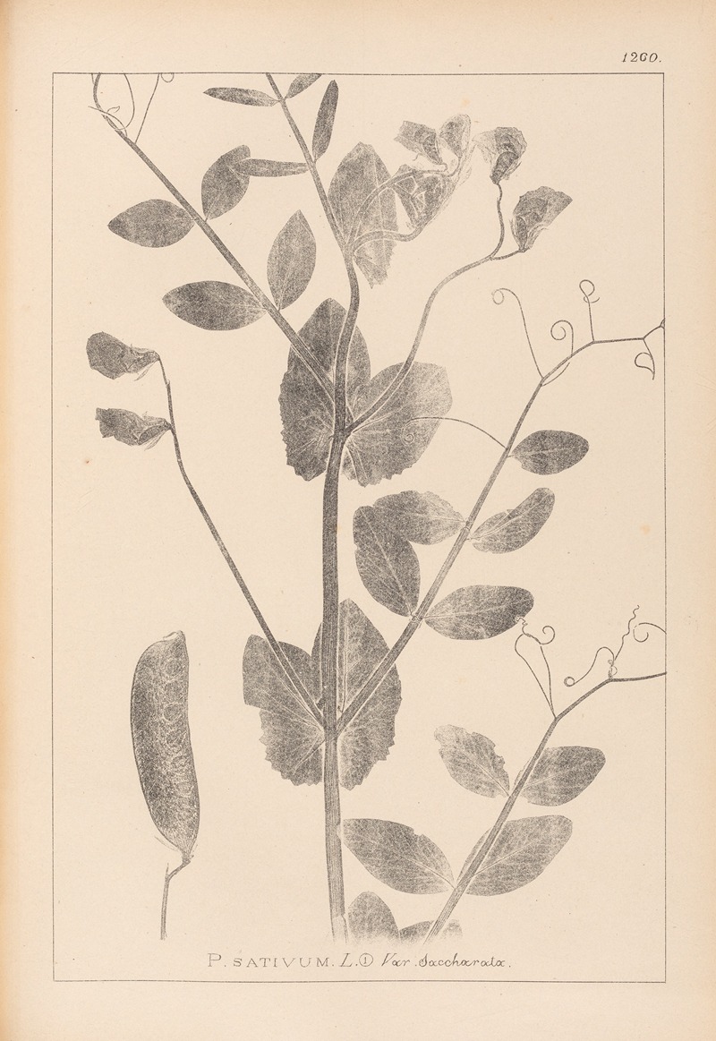 Louis Antoine Cusin - Herbier de la flore française Pl.0492