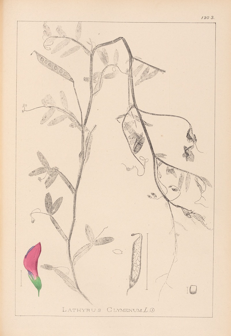 Louis Antoine Cusin - Herbier de la flore française Pl.0495