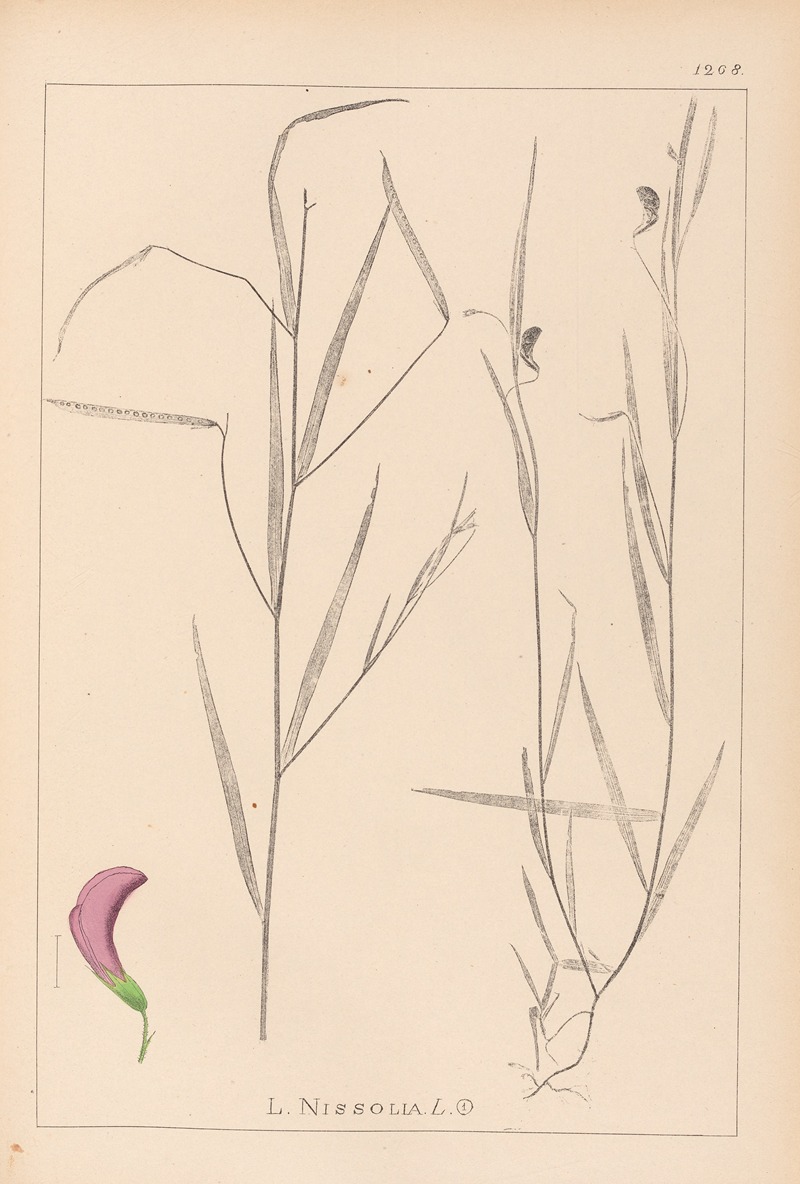 Louis Antoine Cusin - Herbier de la flore française Pl.0500