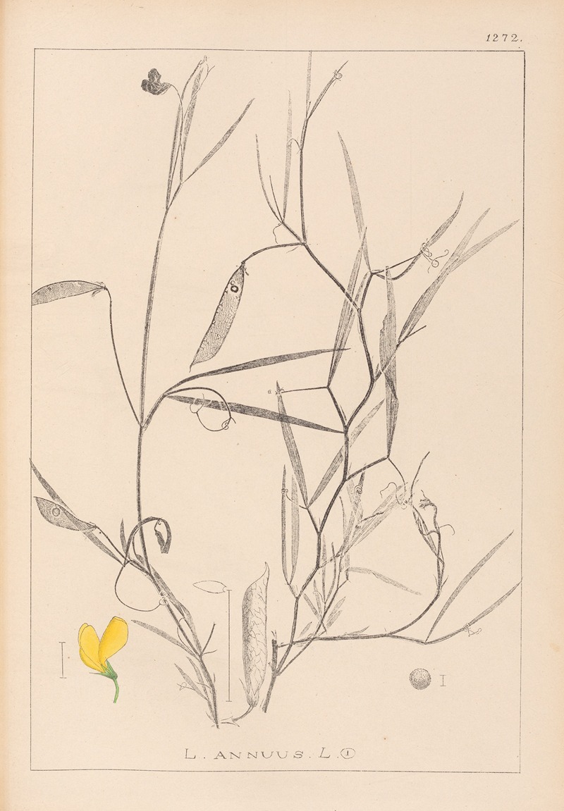 Louis Antoine Cusin - Herbier de la flore française Pl.0504