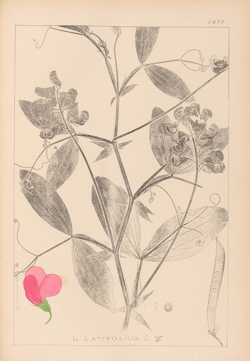 Louis Antoine Cusin - Herbier de la flore française Pl.0507