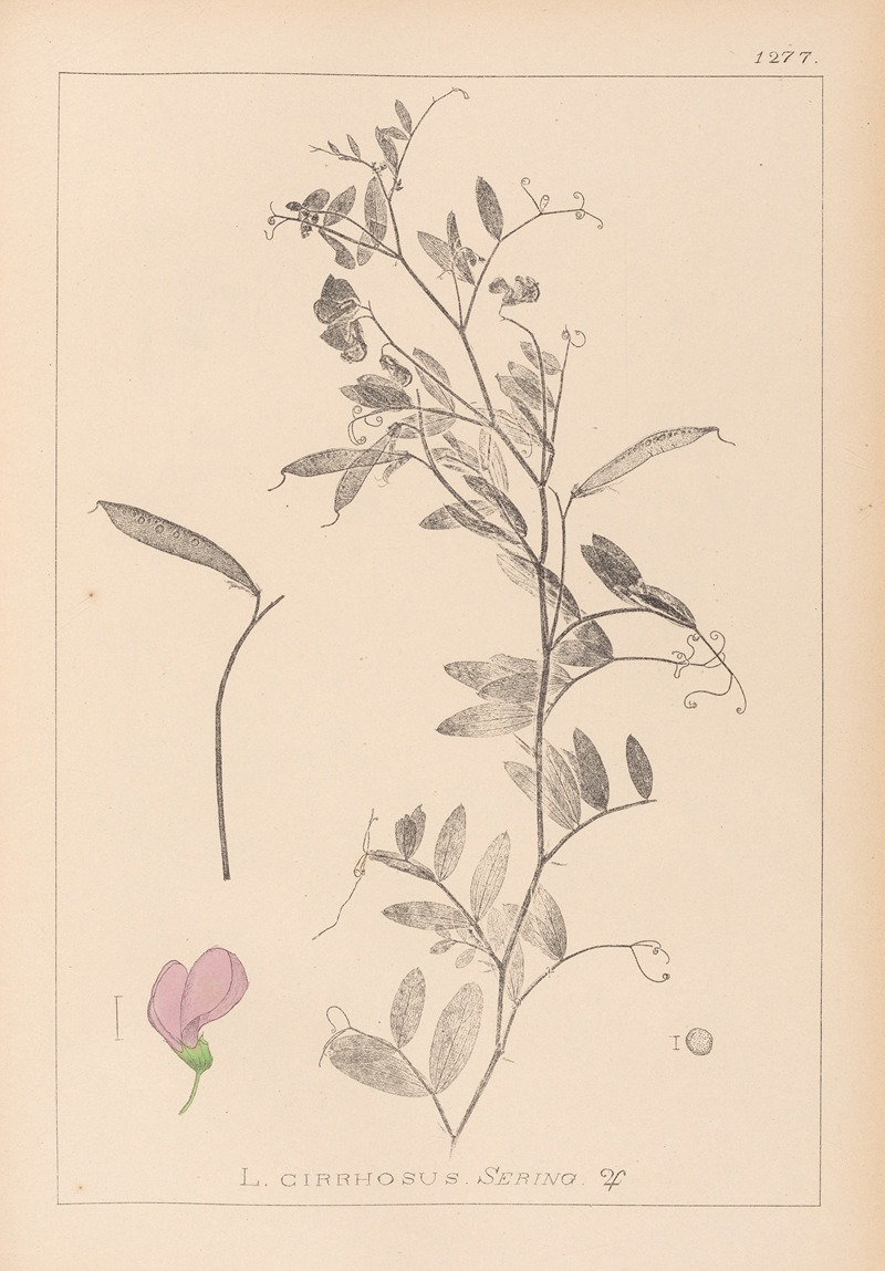 Louis Antoine Cusin - Herbier de la flore française Pl.0509