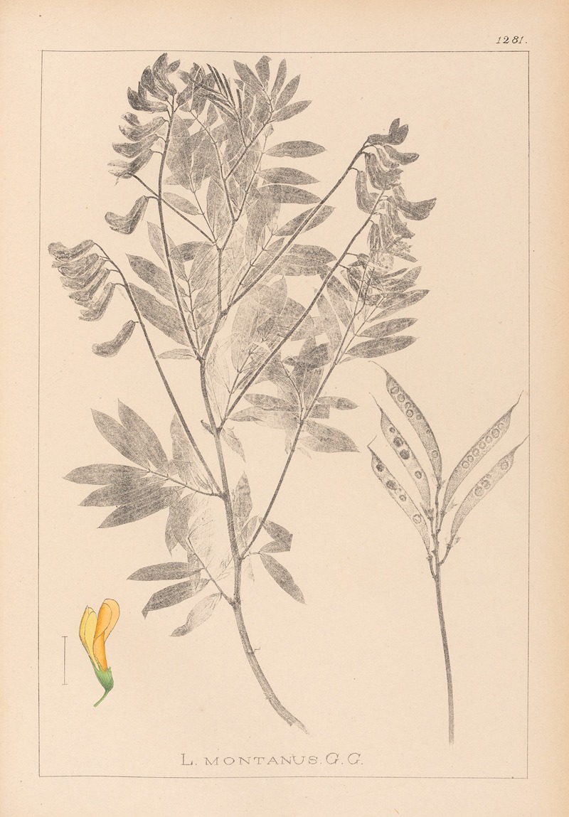 Louis Antoine Cusin - Herbier de la flore française Pl.0513