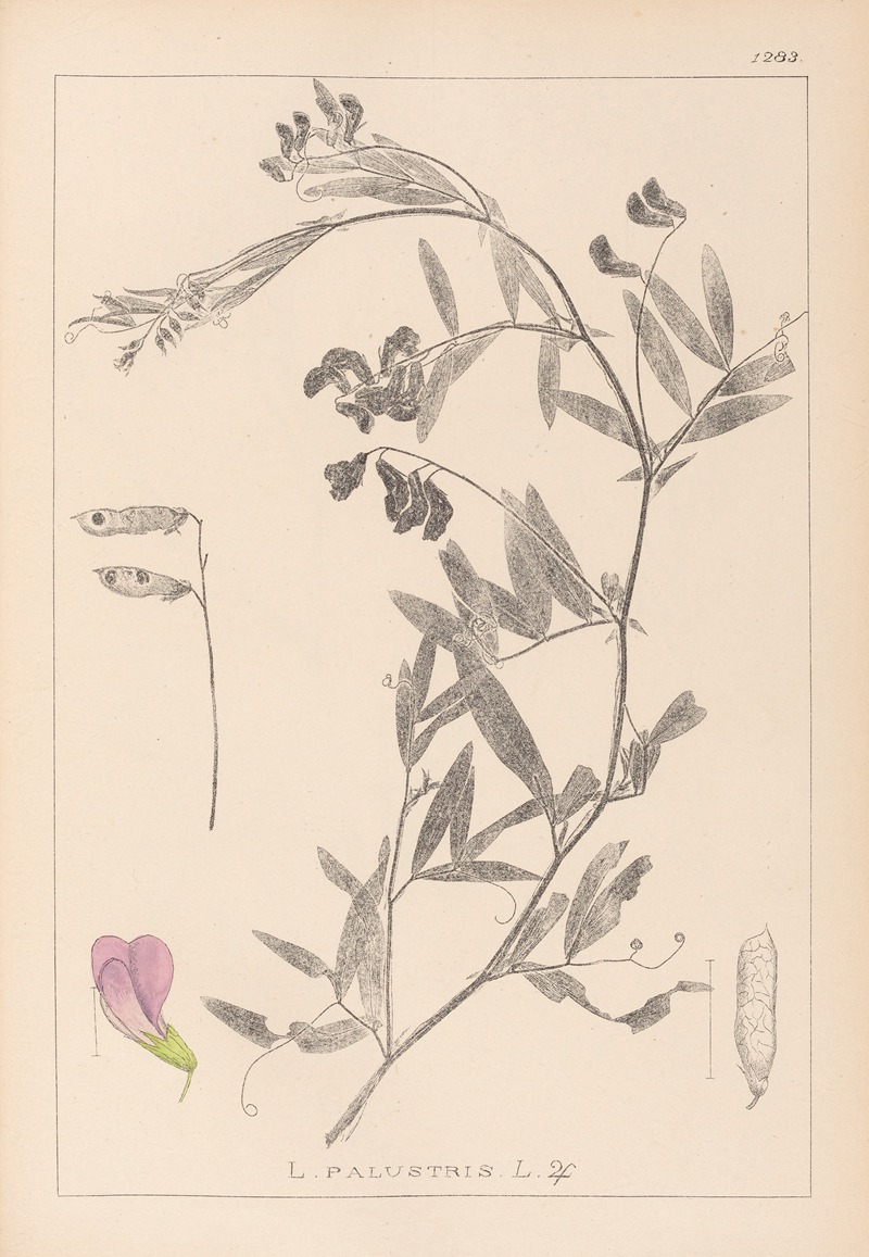 Louis Antoine Cusin - Herbier de la flore française Pl.0515
