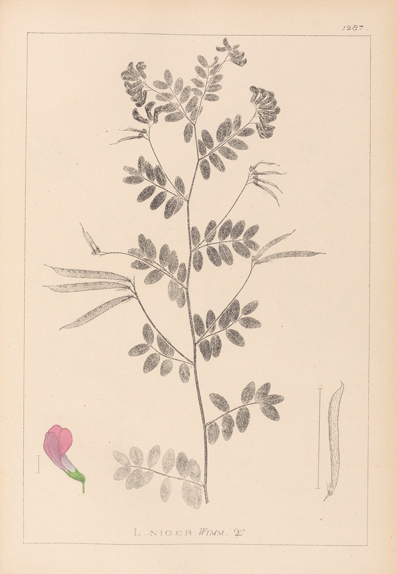 Louis Antoine Cusin - Herbier de la flore française Pl.0519