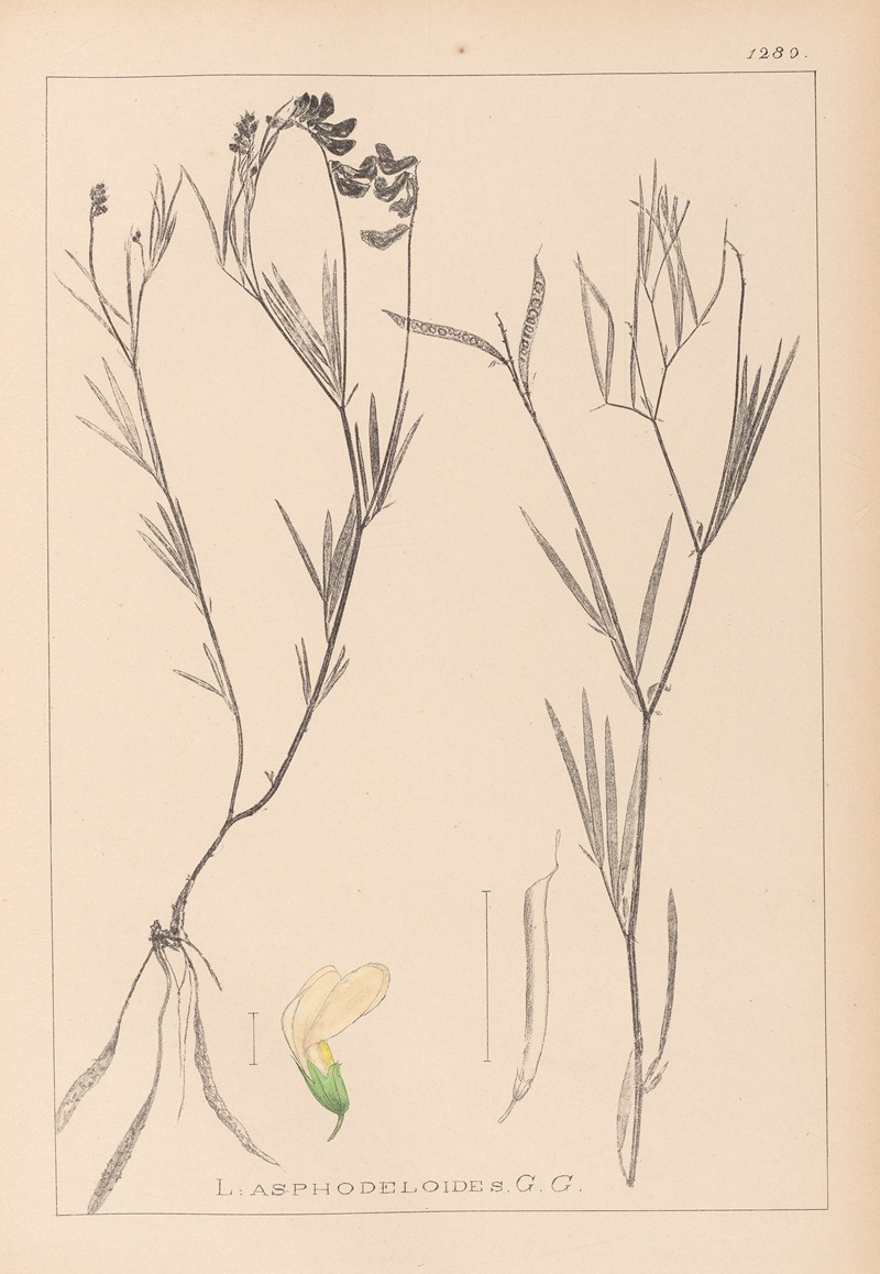 Louis Antoine Cusin - Herbier de la flore française Pl.0521