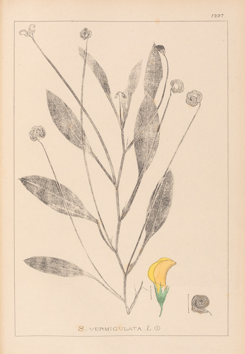 Louis Antoine Cusin - Herbier de la flore française Pl.0529