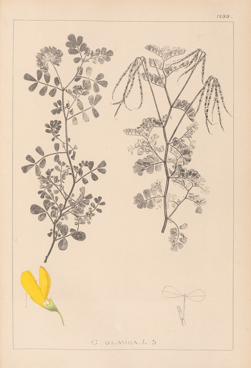 Louis Antoine Cusin - Herbier de la flore française Pl.0531
