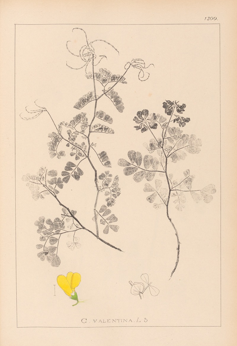 Louis Antoine Cusin - Herbier de la flore française Pl.0532