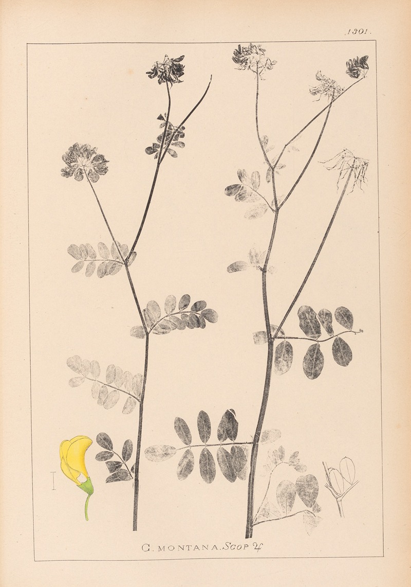 Louis Antoine Cusin - Herbier de la flore française Pl.0533