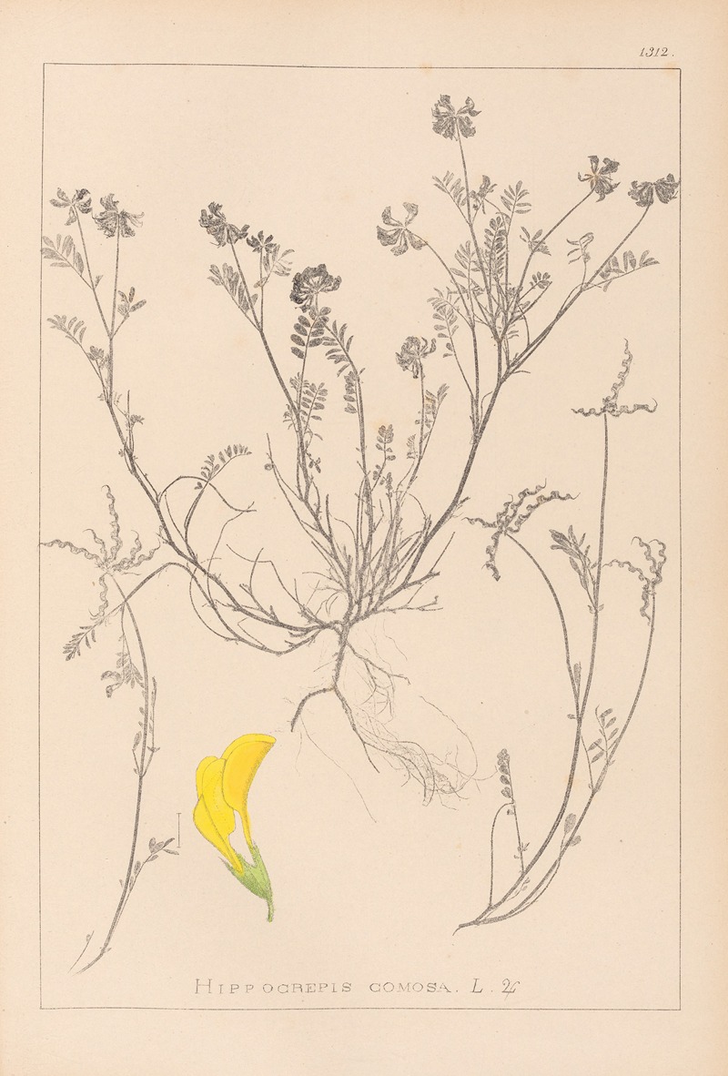 Louis Antoine Cusin - Herbier de la flore française Pl.0544