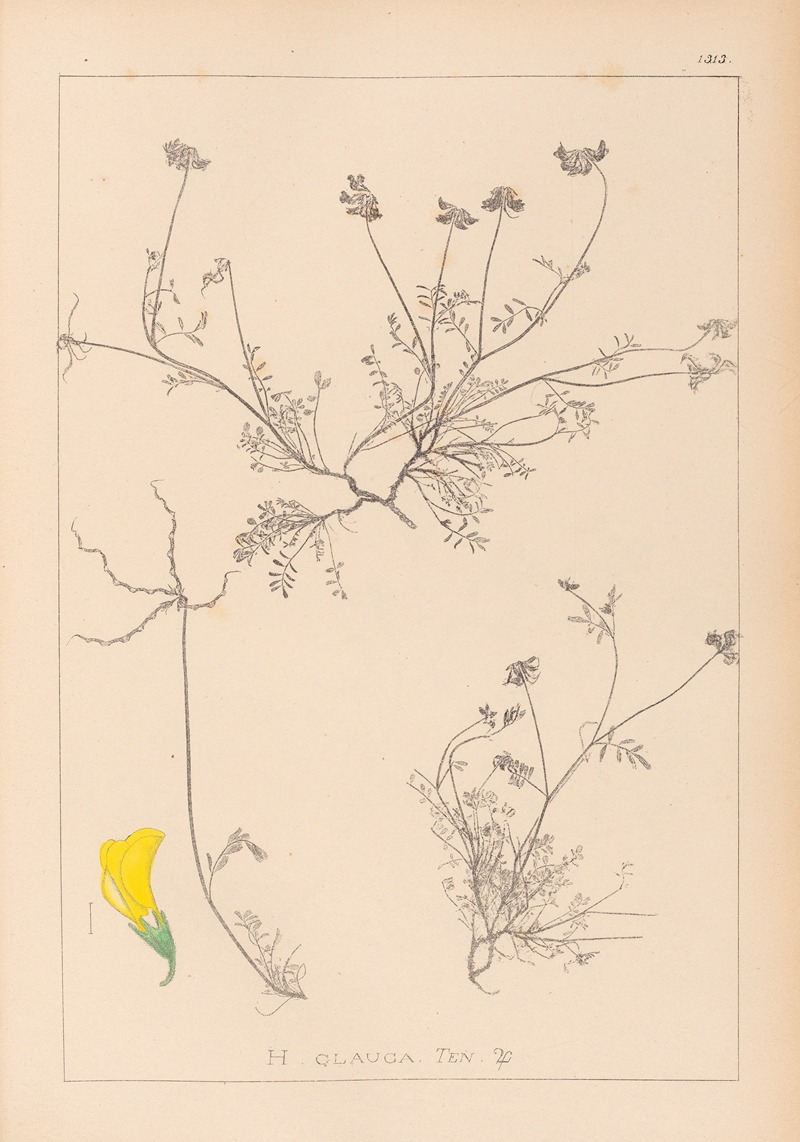 Louis Antoine Cusin - Herbier de la flore française Pl.0545