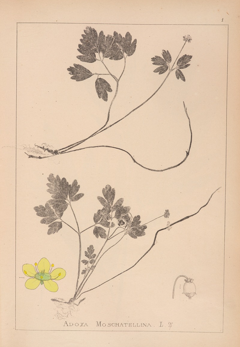 Louis Antoine Cusin - Herbier de la flore française Pl.0567