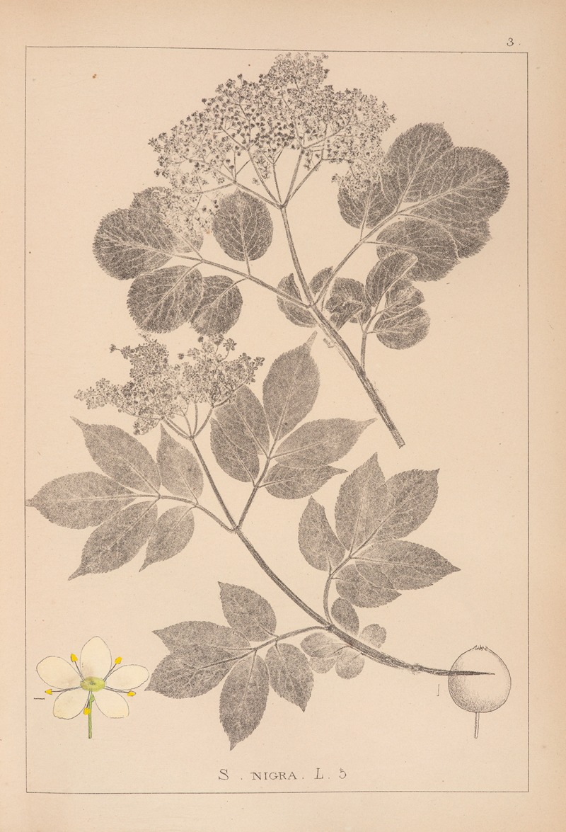 Louis Antoine Cusin - Herbier de la flore française Pl.0569