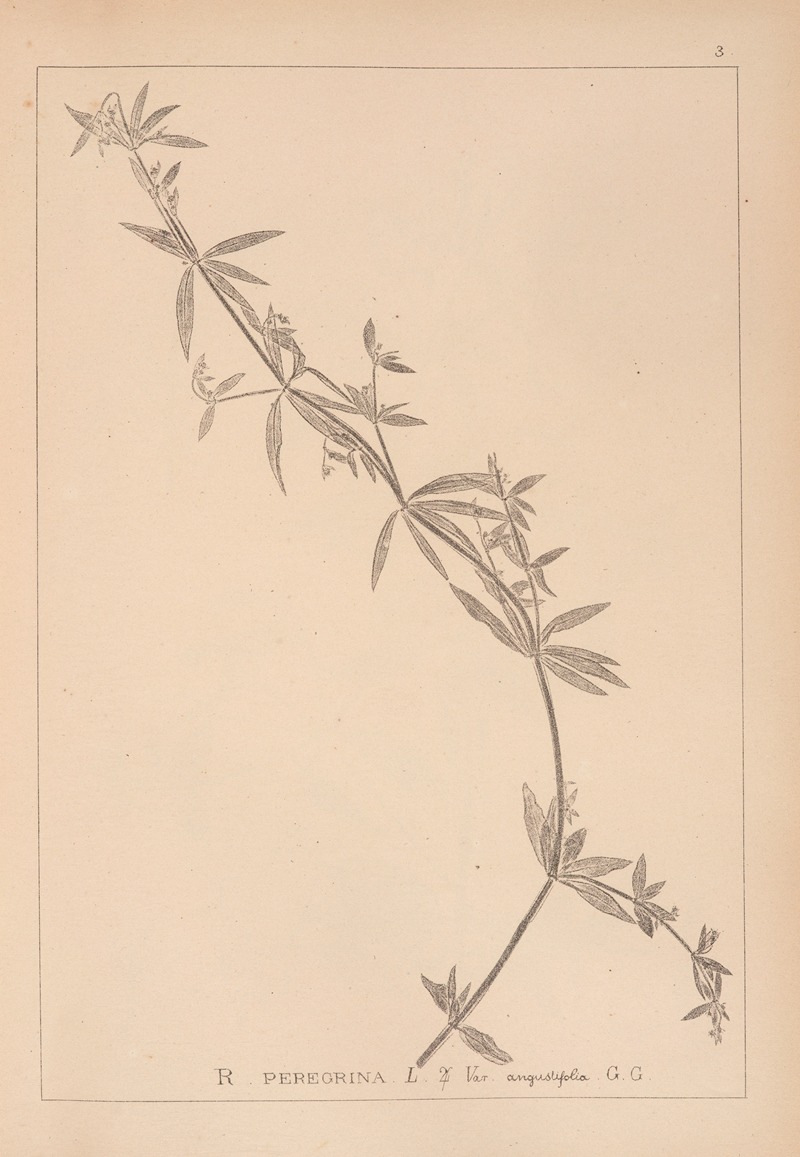 Louis Antoine Cusin - Herbier de la flore française Pl.0585