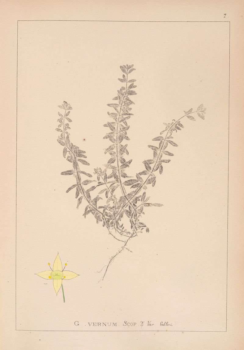 Louis Antoine Cusin - Herbier de la flore française Pl.0589