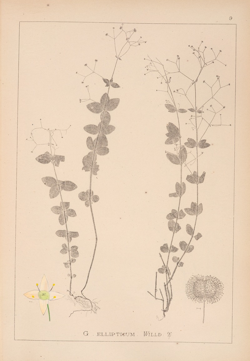 Louis Antoine Cusin - Herbier de la flore française Pl.0591