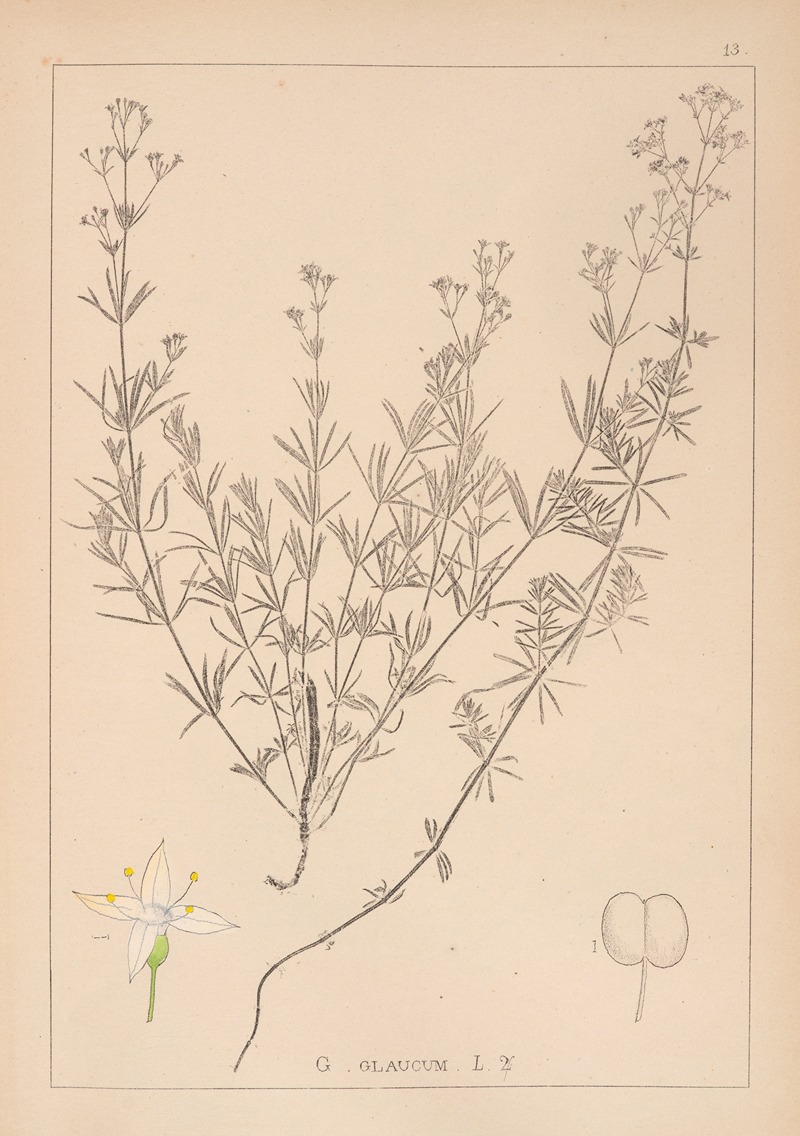 Louis Antoine Cusin - Herbier de la flore française Pl.0595
