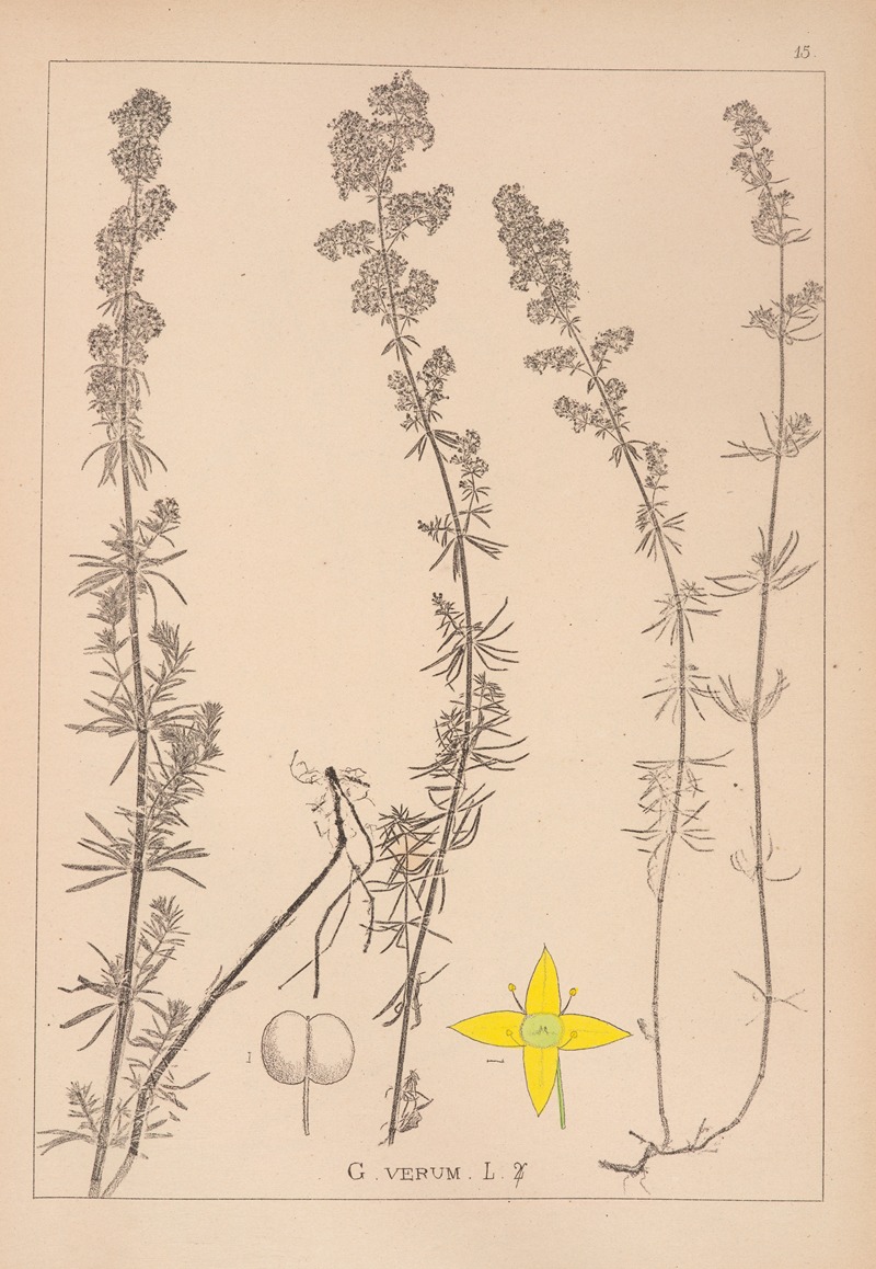 Louis Antoine Cusin - Herbier de la flore française Pl.0597