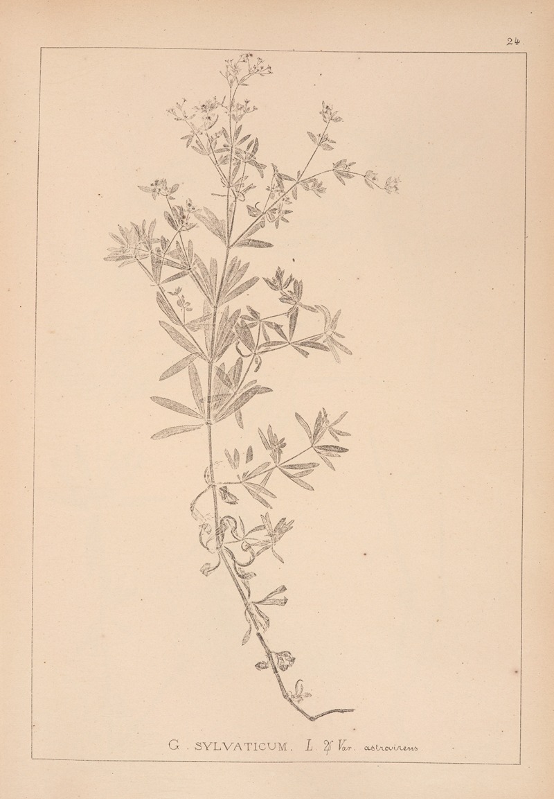 Louis Antoine Cusin - Herbier de la flore française Pl.0603