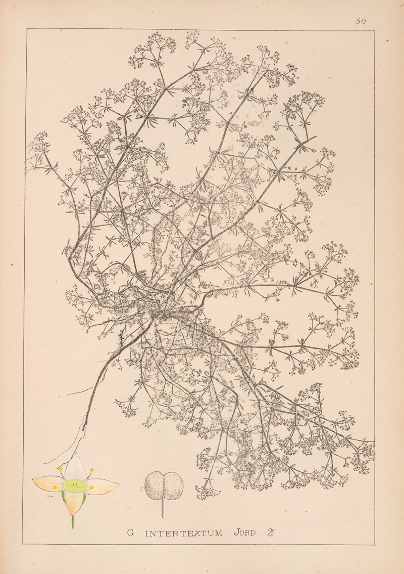 Louis Antoine Cusin - Herbier de la flore française Pl.0622