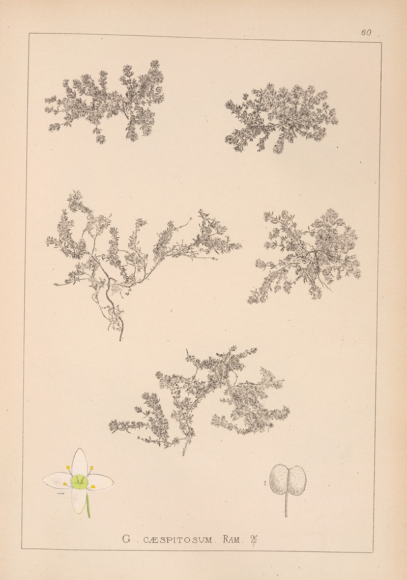 Louis Antoine Cusin - Herbier de la flore française Pl.0633