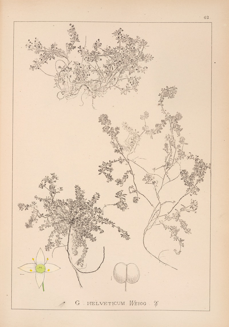 Louis Antoine Cusin - Herbier de la flore française Pl.0635