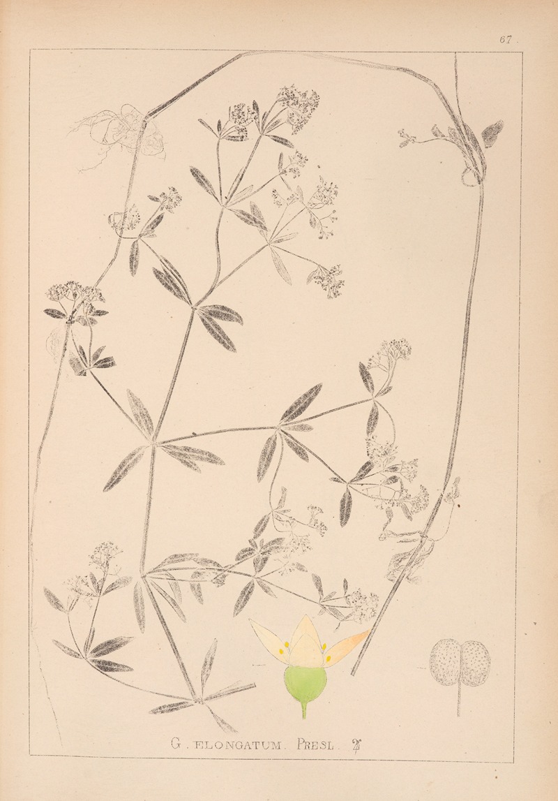 Louis Antoine Cusin - Herbier de la flore française Pl.0640