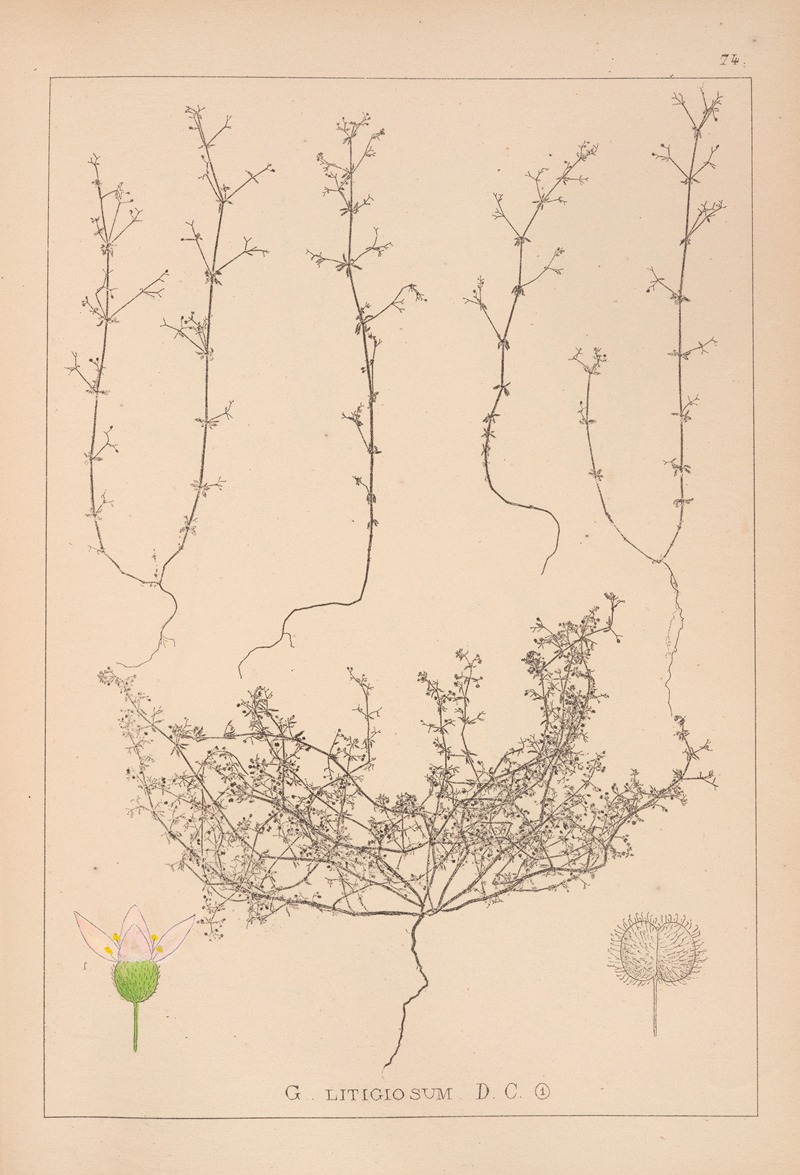 Louis Antoine Cusin - Herbier de la flore française Pl.0647