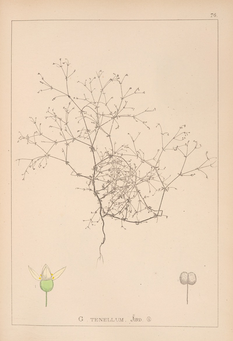 Louis Antoine Cusin - Herbier de la flore française Pl.0649