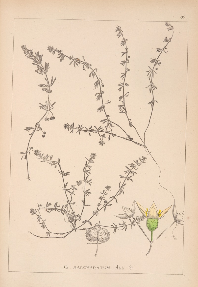 Louis Antoine Cusin - Herbier de la flore française Pl.0655