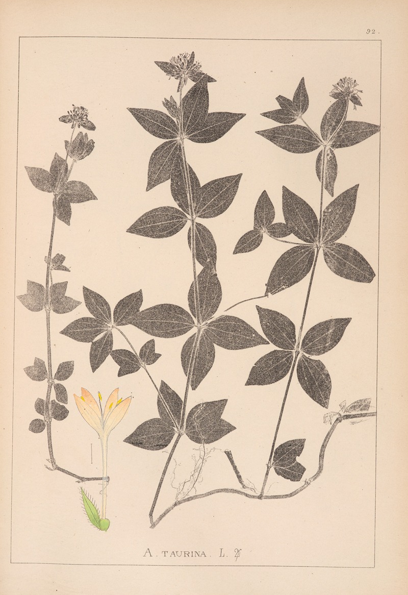 Louis Antoine Cusin - Herbier de la flore française Pl.0668