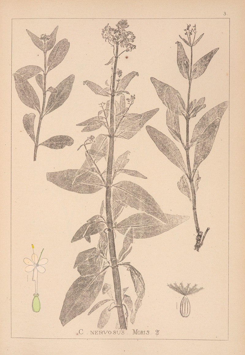 Louis Antoine Cusin - Herbier de la flore française Pl.0676