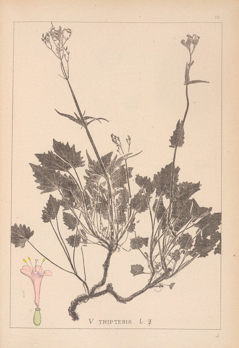 Louis Antoine Cusin - Herbier de la flore française Pl.0685