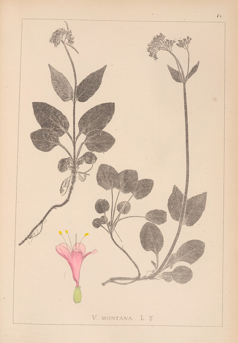 Louis Antoine Cusin - Herbier de la flore française Pl.0687